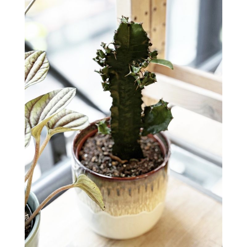 Euphorbia trigona - wilczomlecz trójżebrowy