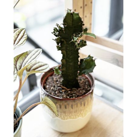 Euphorbia trigona - wilczomlecz trójżebrowy