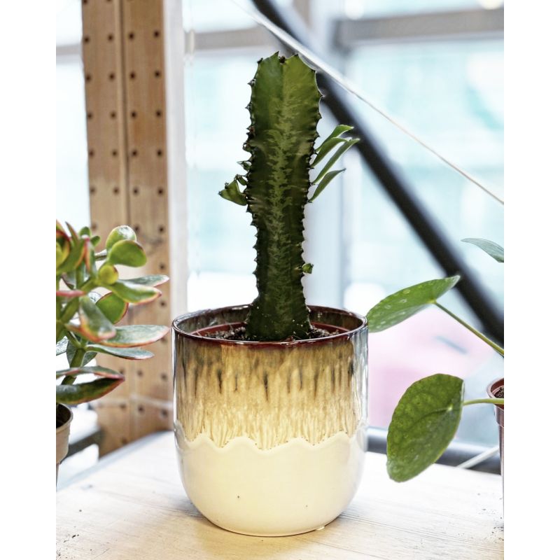 Euphorbia trigona - wilczomlecz trójżebrowy