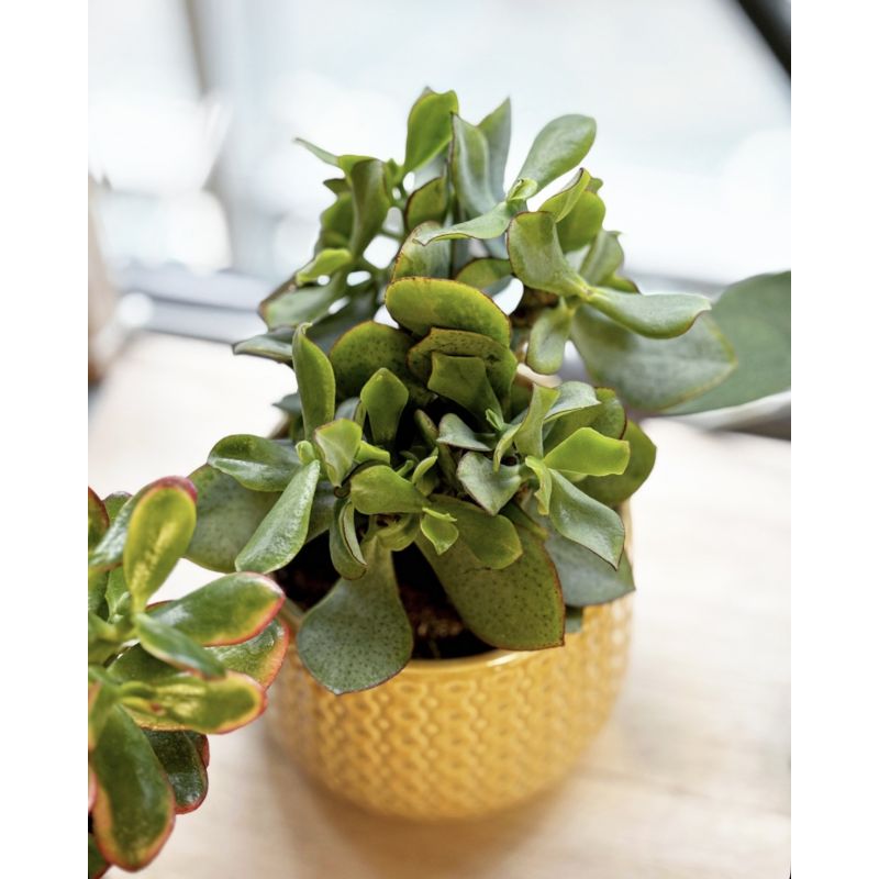 osłonka ceramiczna wzorek żółta 13 cm