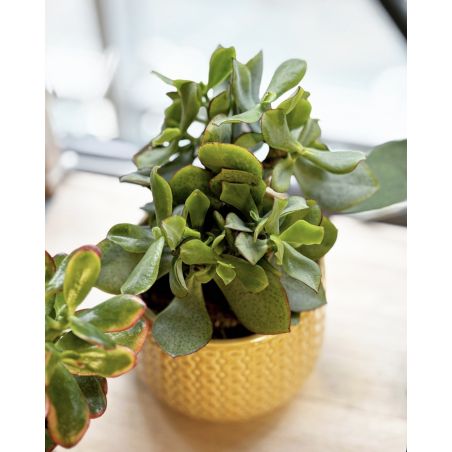 osłonka ceramiczna wzorek żółta 13 cm