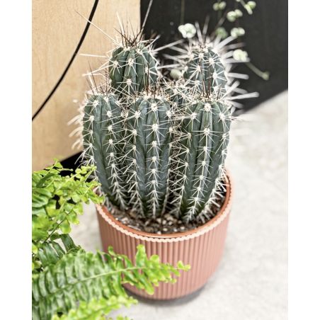 Stetsonia coryne - kaktus