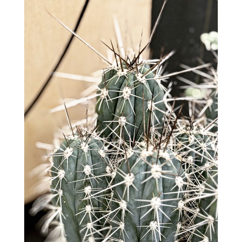 Stetsonia coryne - kaktus