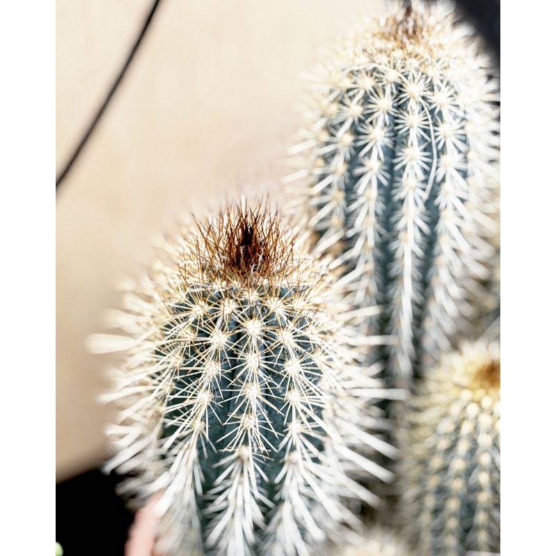 Pilosocereus chrysostele - kaktus