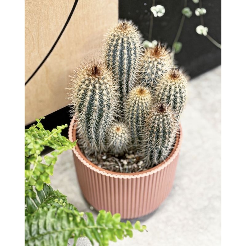 Pilosocereus chrysostele - kaktus