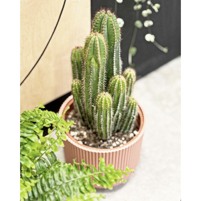 Isolatocereus - kaktus