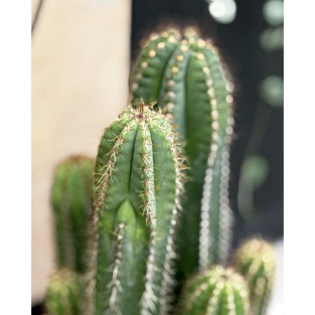Isolatocereus - kaktus