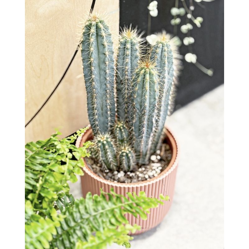 Pilosocereus pachycladus - kaktus