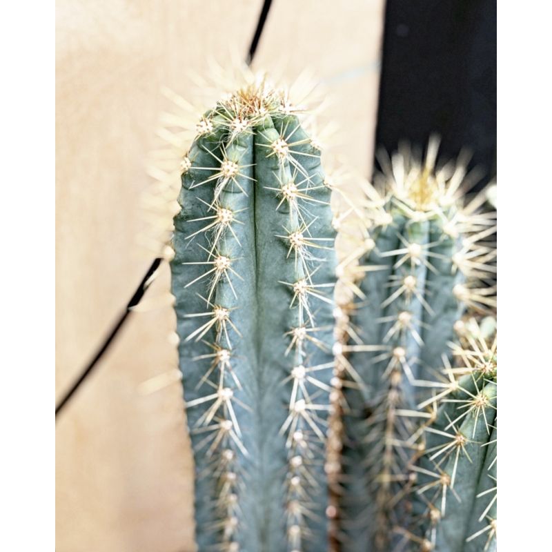 Pilosocereus pachycladus - kaktus