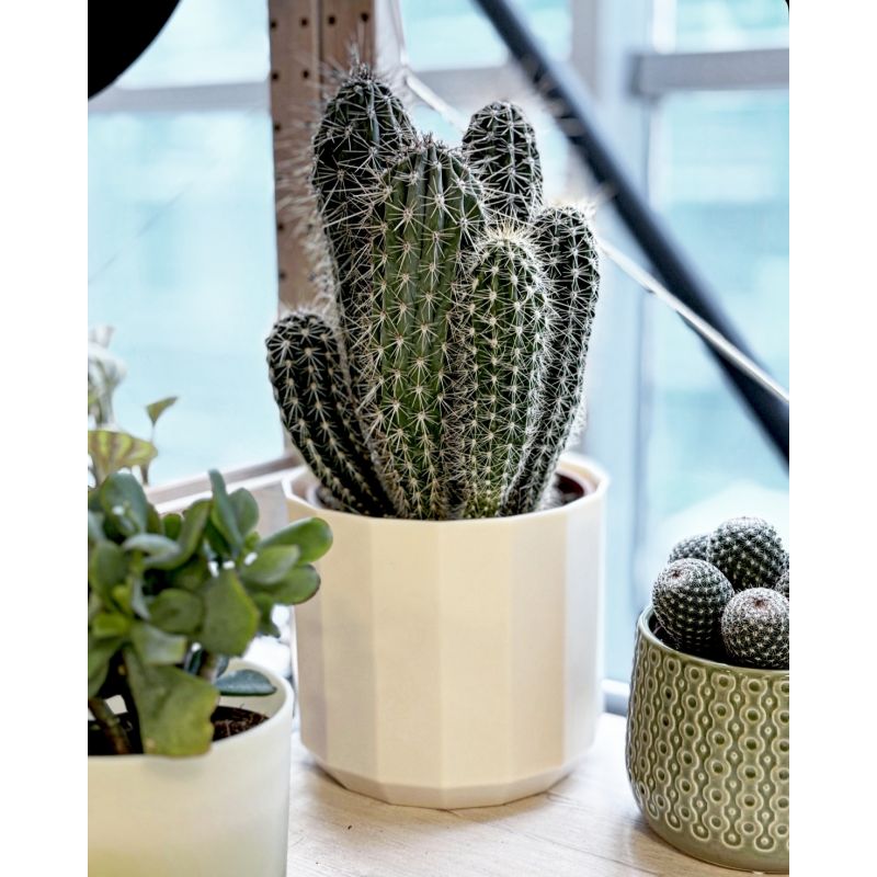 Pachycereus pringlei - kaktus