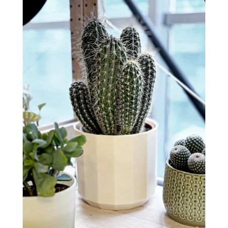 Pachycereus pringlei - kaktus