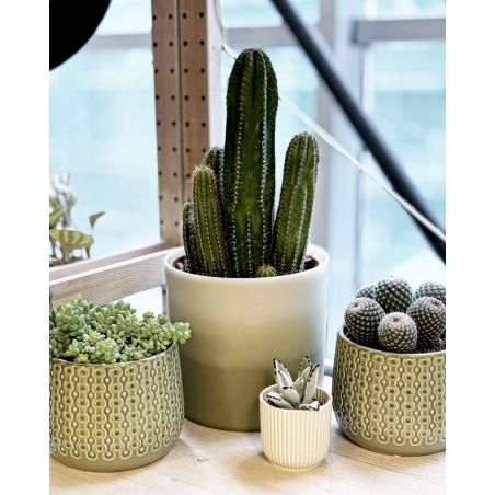 Isolatocereus - kaktus