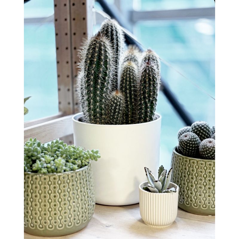 Pilosocereus chrysostele - kaktus