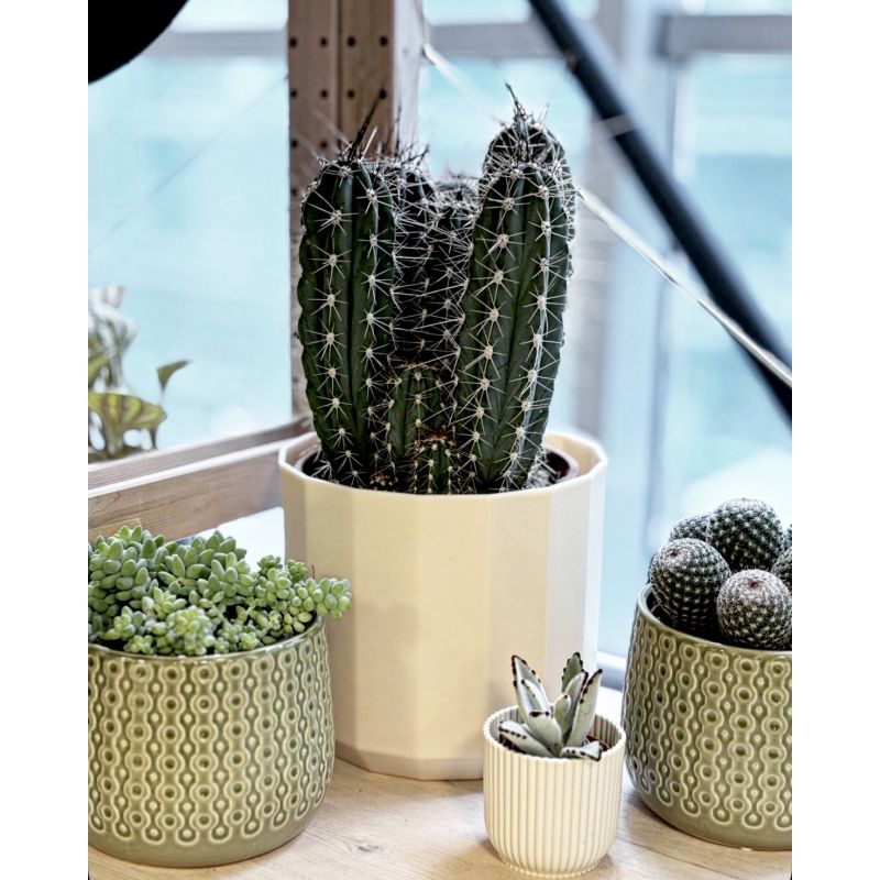 Stetsonia coryne - kaktus