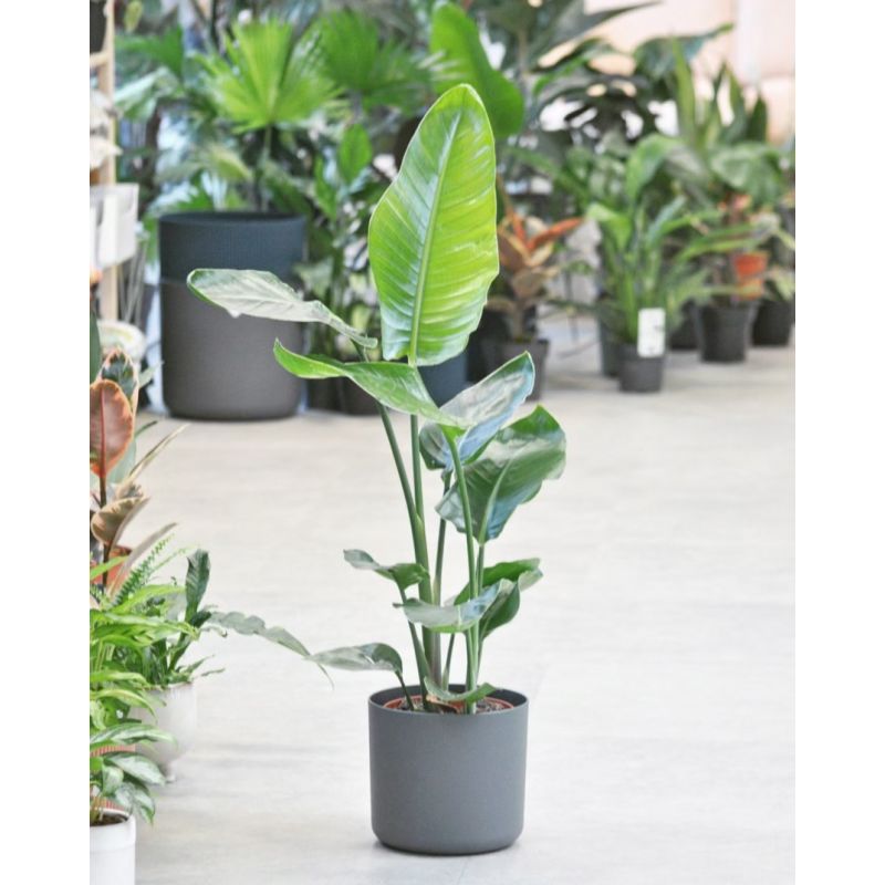 Strelitzia nicolai - strelicja biała