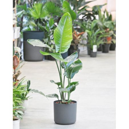 Strelitzia nicolai - strelicja biała