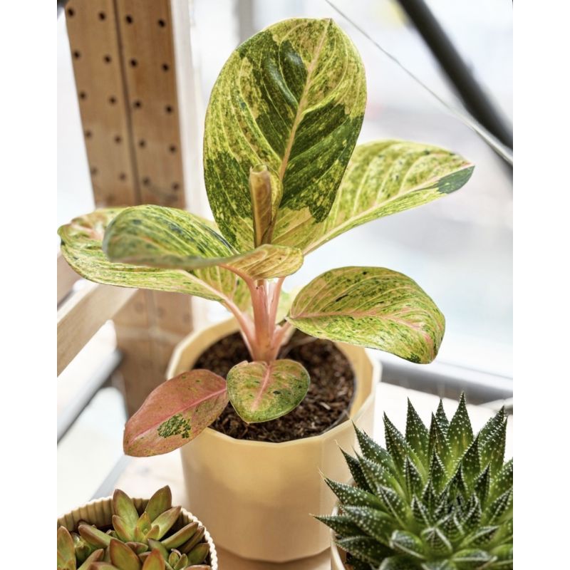 Aglaonema 'Apple Fantasy' - aglonema