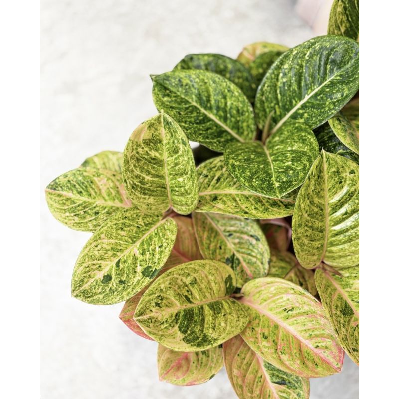 Aglaonema 'Apple Fantasy' - aglonema