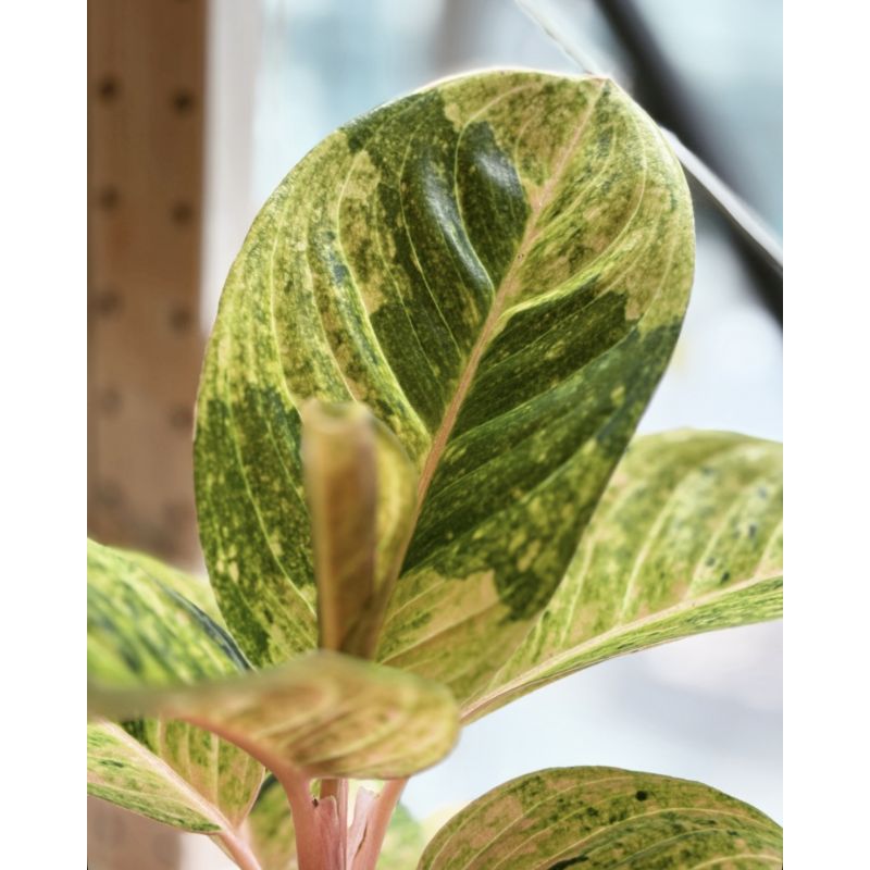 Aglaonema 'Apple Fantasy' - aglonema
