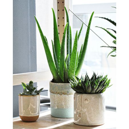 Aloe vera - aloes zwyczajny