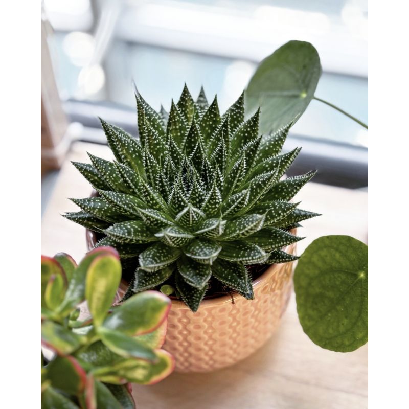 Aloe aristata - aloes