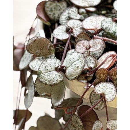 Ceropegia woodii 'Silver Glory' - ceropegia Wooda