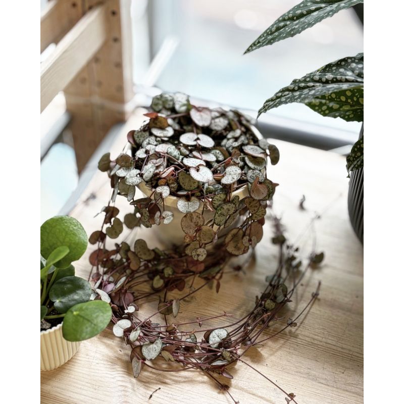 Ceropegia woodii 'Silver Glory' - ceropegia Wooda