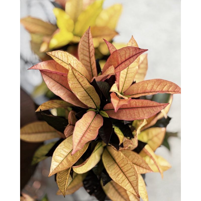 Codiaeum variegatum 'Mrs Iceton' - kroton różnobarwny