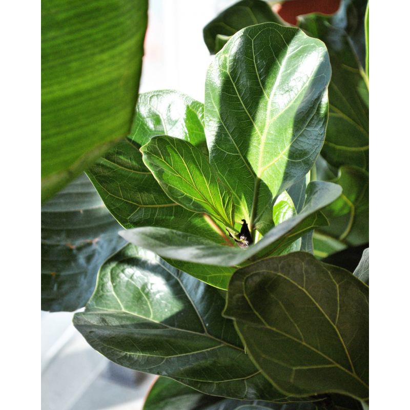 Ficus lyrata 'Bambino' - figowiec dębolistny