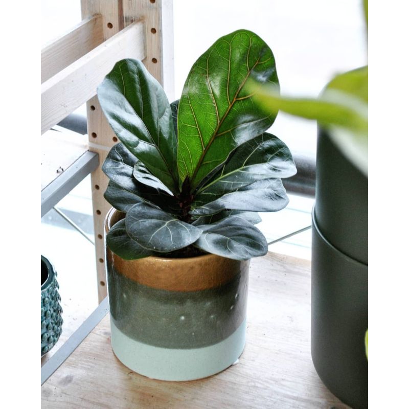 Ficus lyrata 'Bambino' - figowiec dębolistny