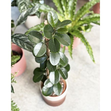 Hoya australis - hoja