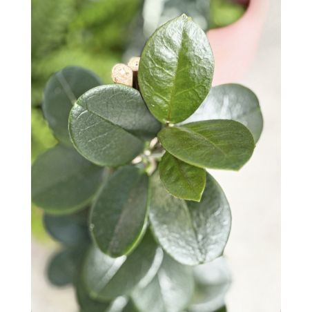 Hoya australis - hoja