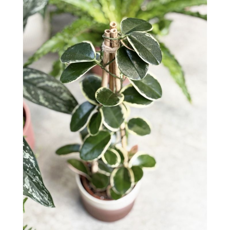 Hoya australis 'Blondie' - hoja