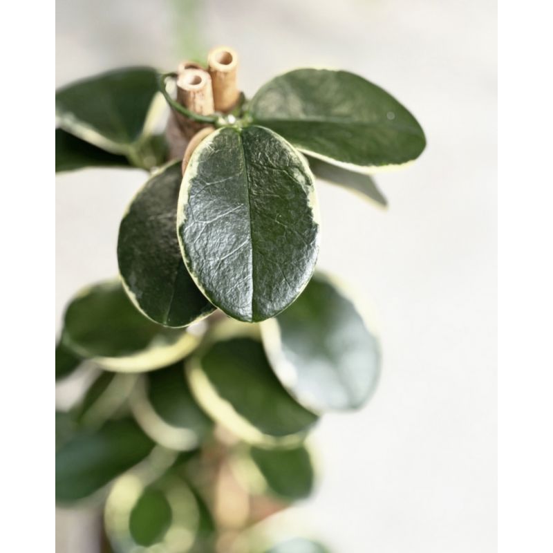 Hoya australis 'Blondie' - hoja