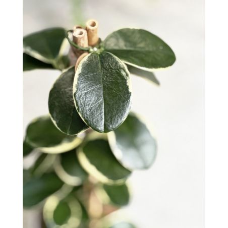 Hoya australis 'Blondie' - hoja