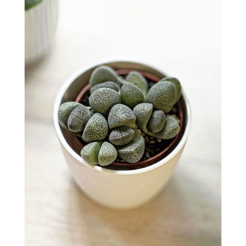 Lithops - żywe kamienie