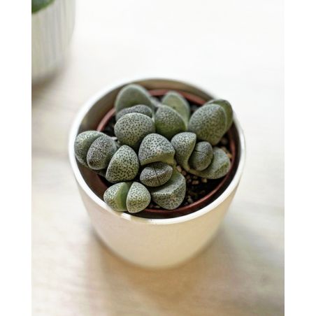 Lithops - żywe kamienie