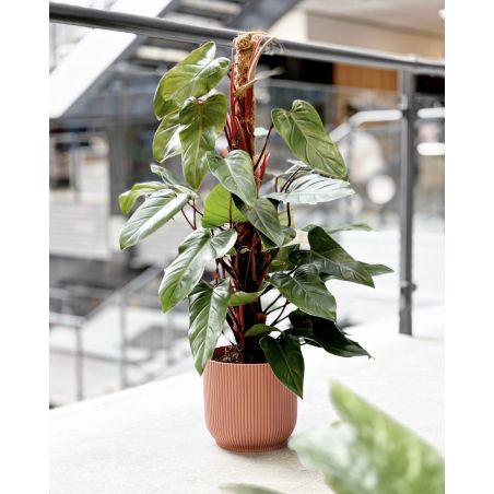 Philodendron erubescens 'Red Emerald' - filodendron czerwieniejący