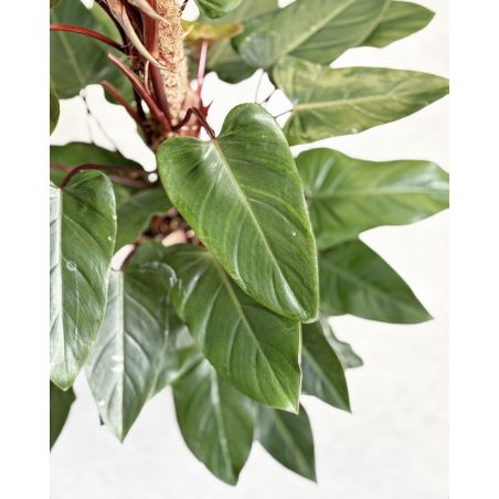 Philodendron erubescens 'Red Emerald' - filodendron czerwieniejący