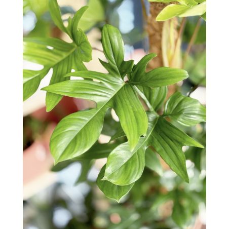 Philodendron pedatum - filodendron