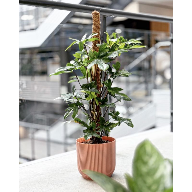 Philodendron pedatum - filodendron