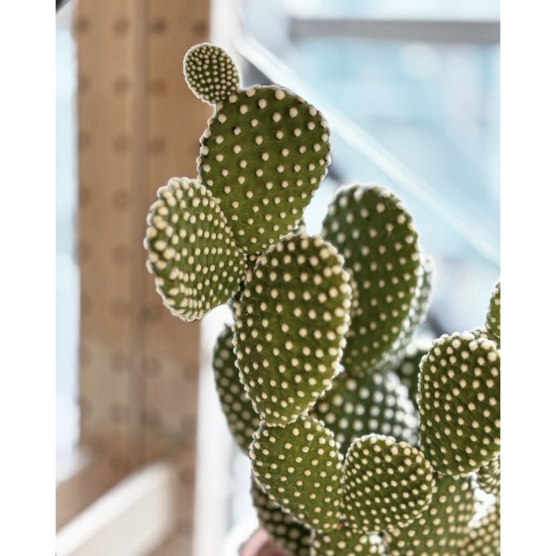 Opuntia microdasys white - opuncja