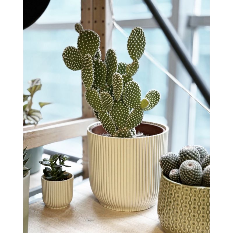 Opuntia microdasys white - opuncja