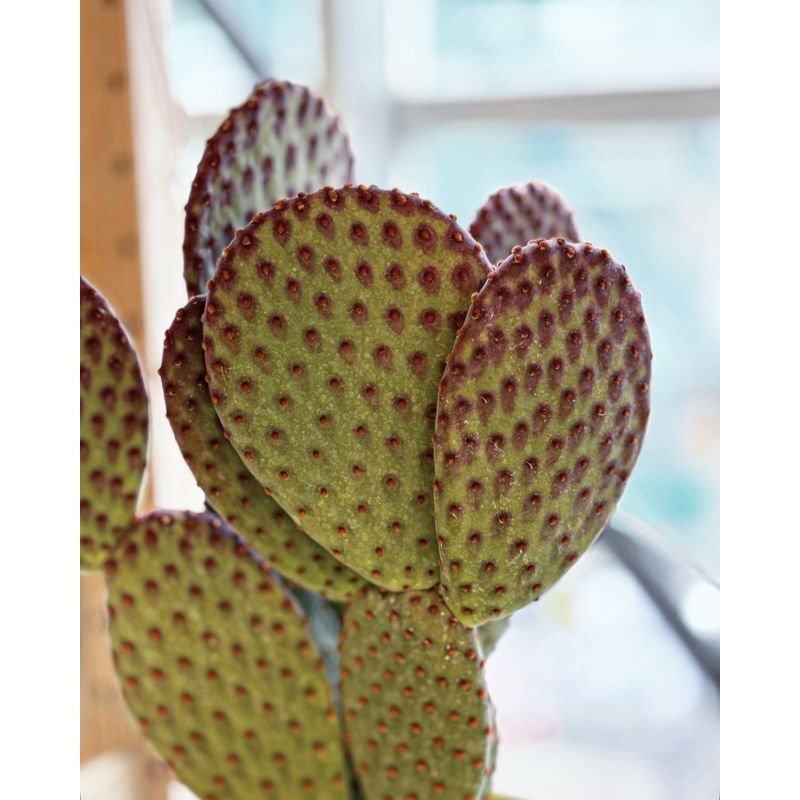 Opuntia microdasys pink - opuncja