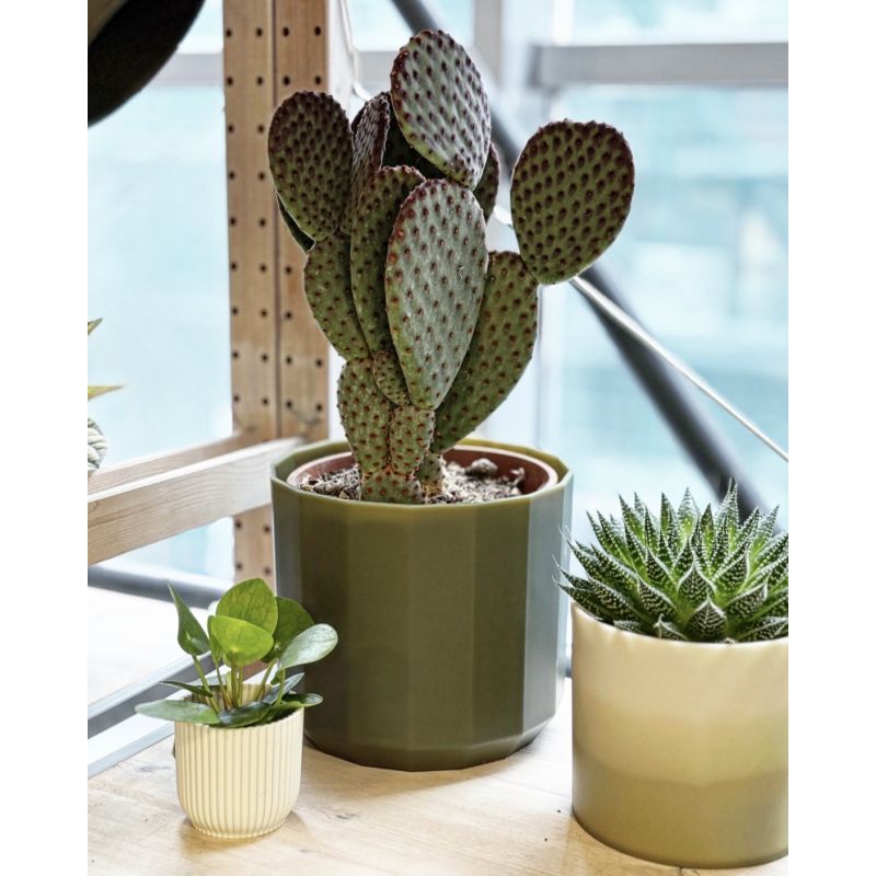 Opuntia microdasys pink - opuncja