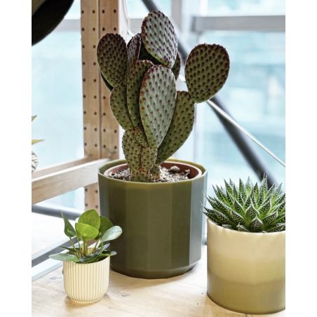 Opuntia microdasys pink - opuncja