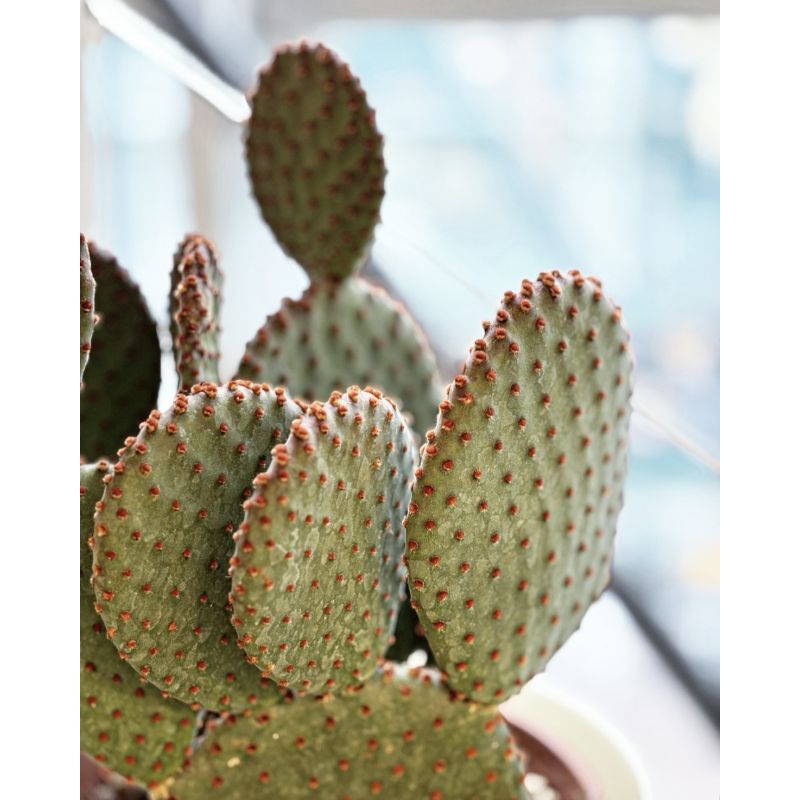 Opuntia microdasys red - opuncja