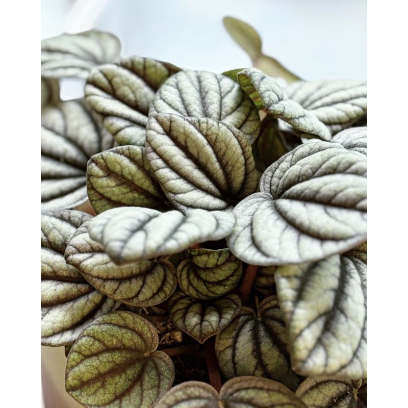 Peperomia 'Mistique' - peperomia