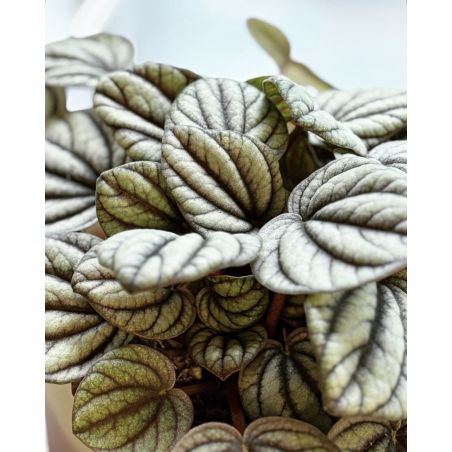 Peperomia 'Mistique' - peperomia