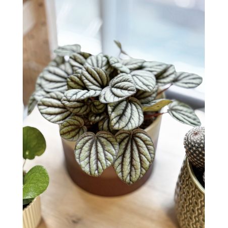 Peperomia 'Mistique' - peperomia